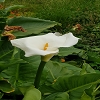 Plants: image 50 Of 208 Thumb